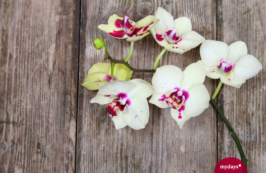 Bedeutung von Blumen Orchidee