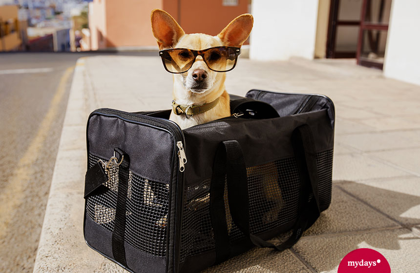 Urlaubscheckliste Hund Reisetasche